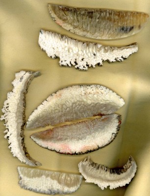 Musk Ox horn.jpg