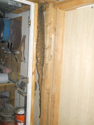 5.5' diamondback.JPG