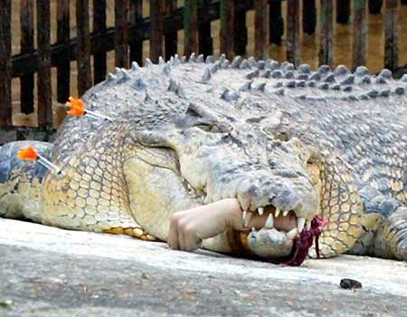 0412070922_M_041207_croc4.jpg