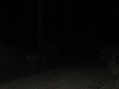 IMG_2919.JPG