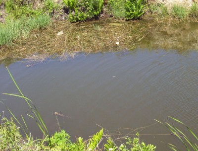 Swimming Hole.JPG