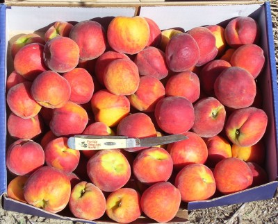 First Peach Harvest April 07 Closeup.JPG