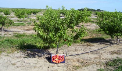 First Peach Harvest April 07.JPG