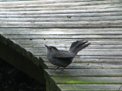 CAT BIRD
