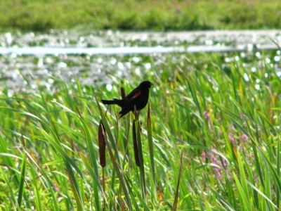 RED WING BLACKBIRD