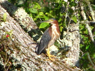 GREEN HERON, as best I can determin.