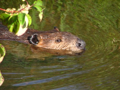 BEAVER