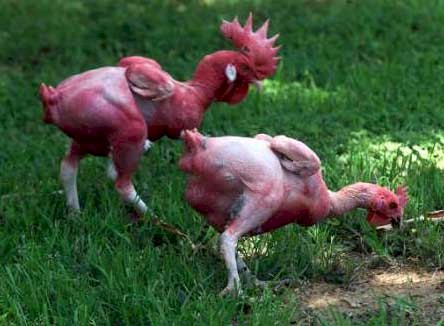 featherless-chicken.jpg