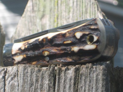 stag gecback side #2.jpg