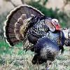 Texas%20Rio%20Grand%20Turkey%20Hunting_small.jpg